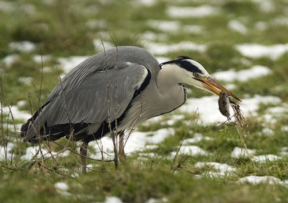 Blauwereiger090207A